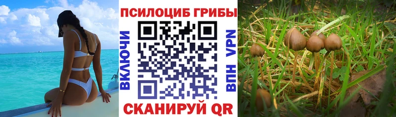 Галлюциногенные грибы Cubensis  это телеграм  Белокуриха 